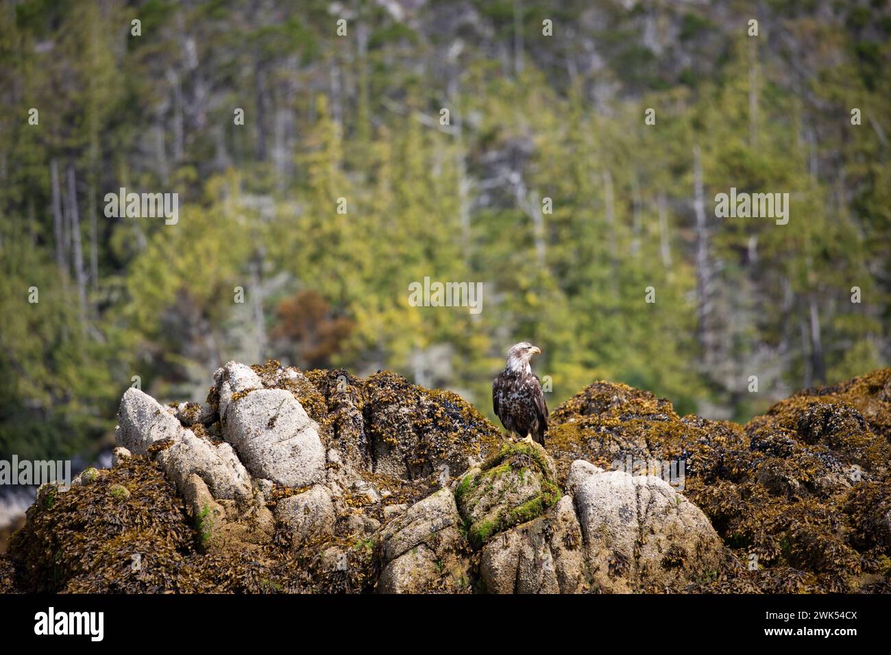 Bald eagle looking around hi-res stock photography and images - Alamy