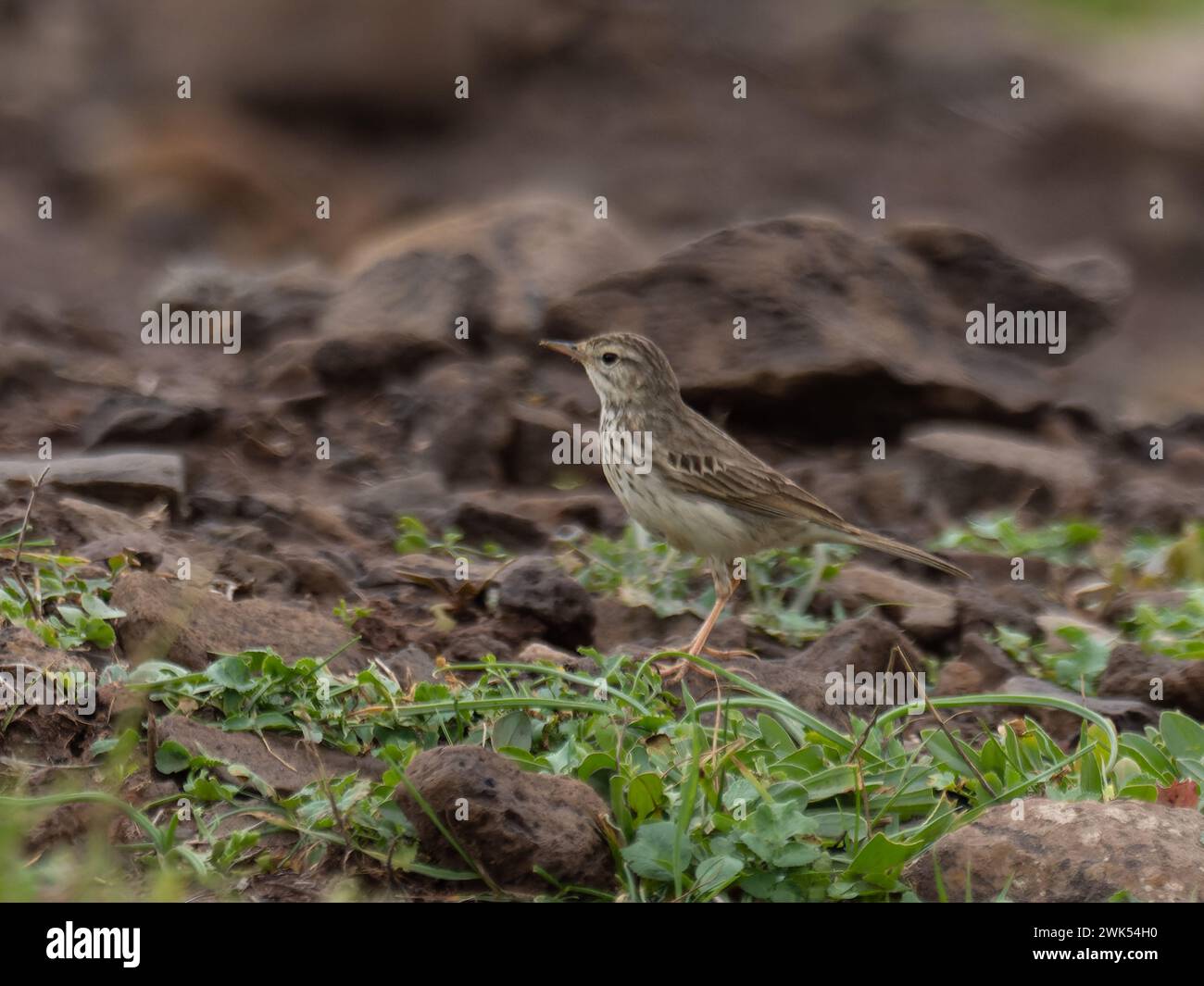 A perched Berthelot's pipit ,Anthus berthelotii Stock Photo
