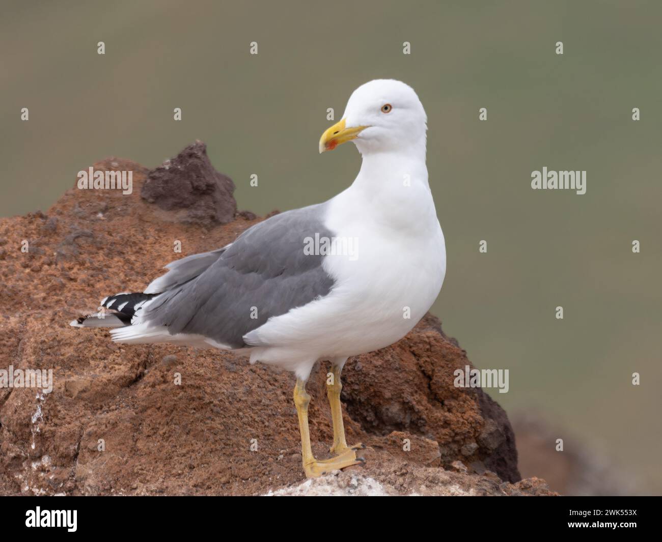 A close up of a yellow-legged gull, Larus michahellis, perch on rocks. Stock Photo
