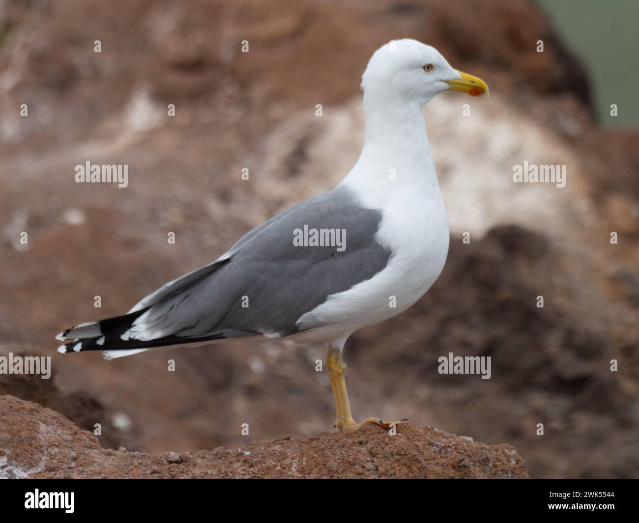 A close up of a yellow-legged gull, Larus michahellis, perch on rocks. Stock Photo