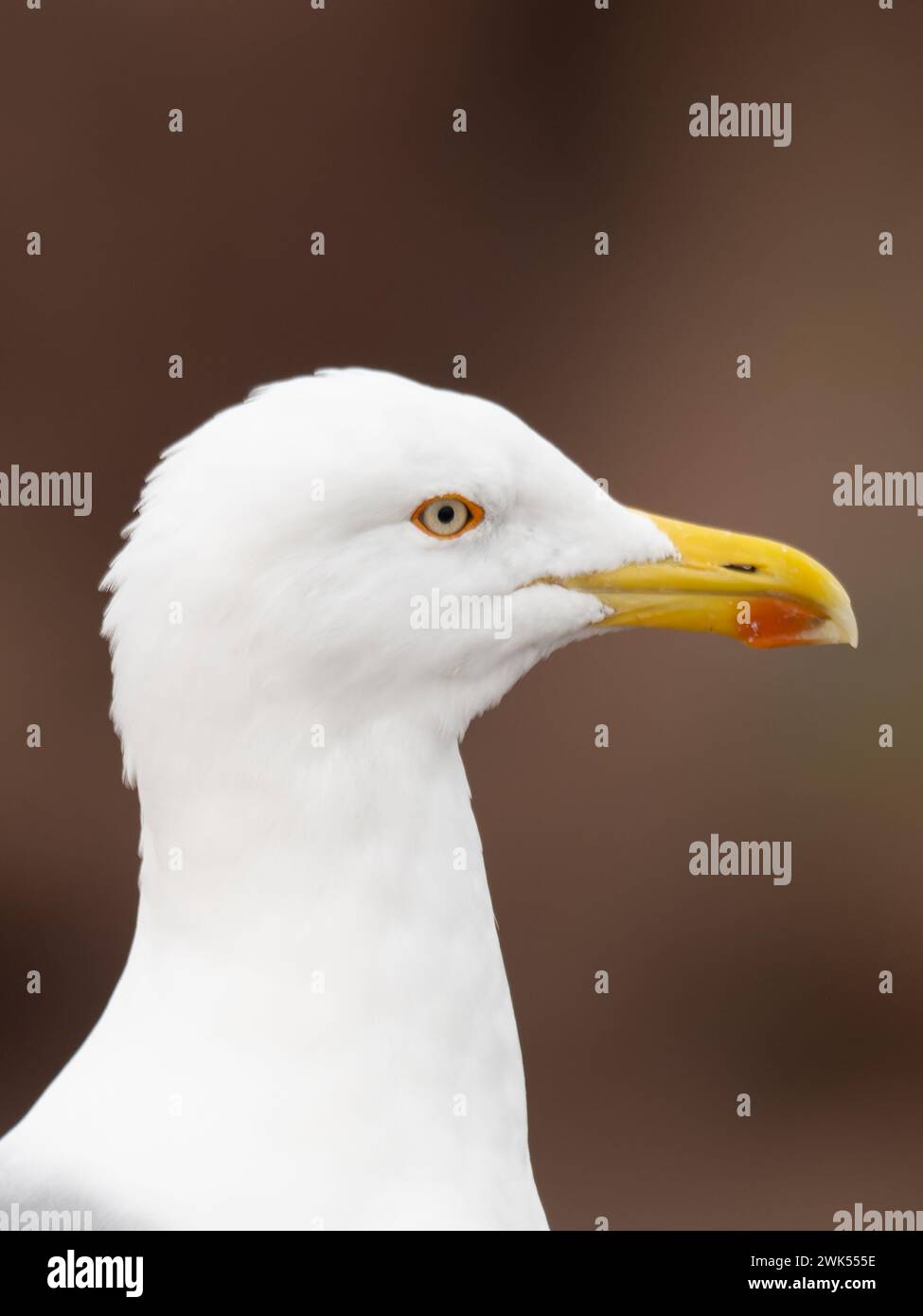A close up head shot of a yellow-legged gull, Larus michahellis Stock Photo