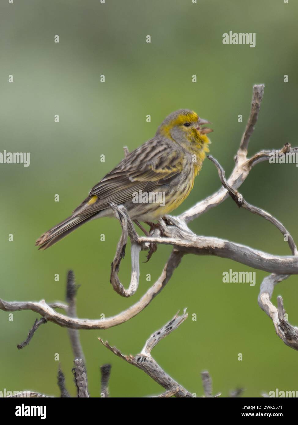 Atlantic canary, Serinus canaria, also known as the wild canary, island canary, common canary, or just canary Stock Photo