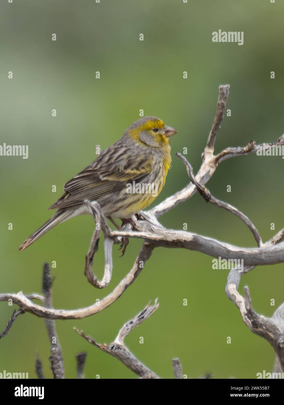Atlantic canary, Serinus canaria, also known as the wild canary, island canary, common canary, or just canary Stock Photo