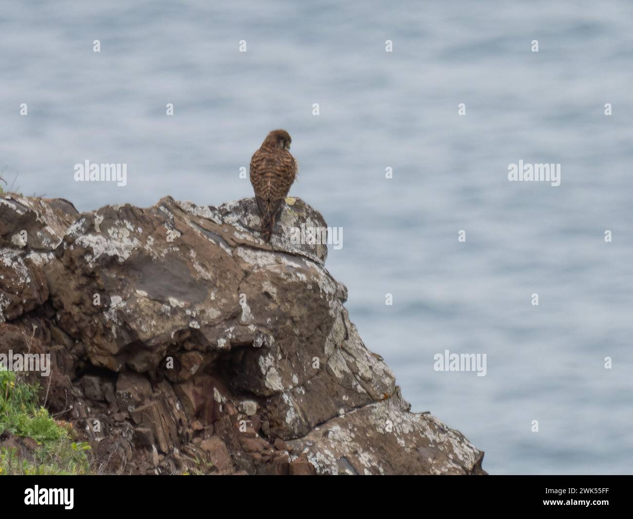 A perched Canarian Kestrel, Falco tinnunculus Biometrics photographed on the island of Madeira. Stock Photo