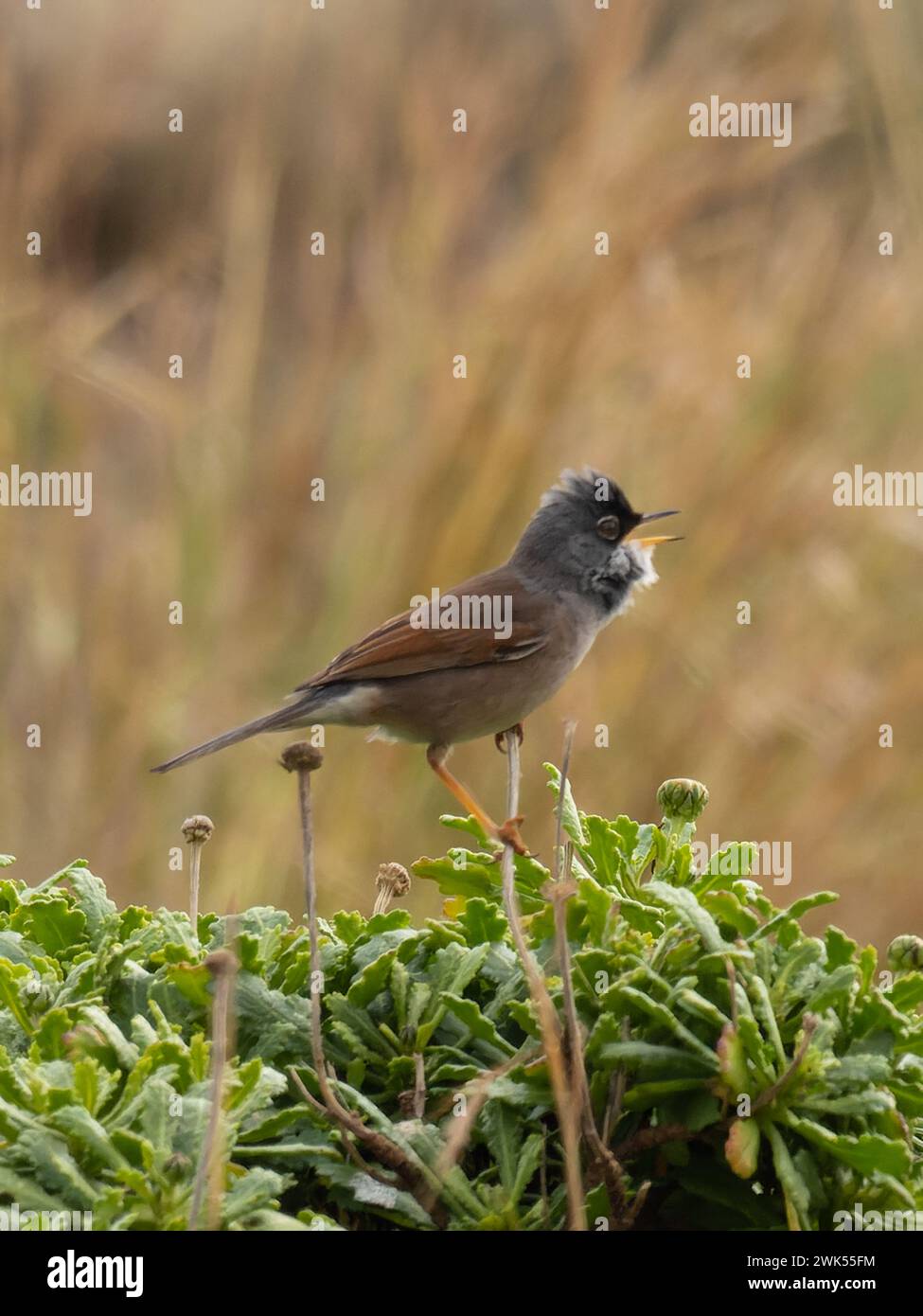 A spectacled warbler, Curruca conspicillata, singing from the top of a bush. Stock Photo