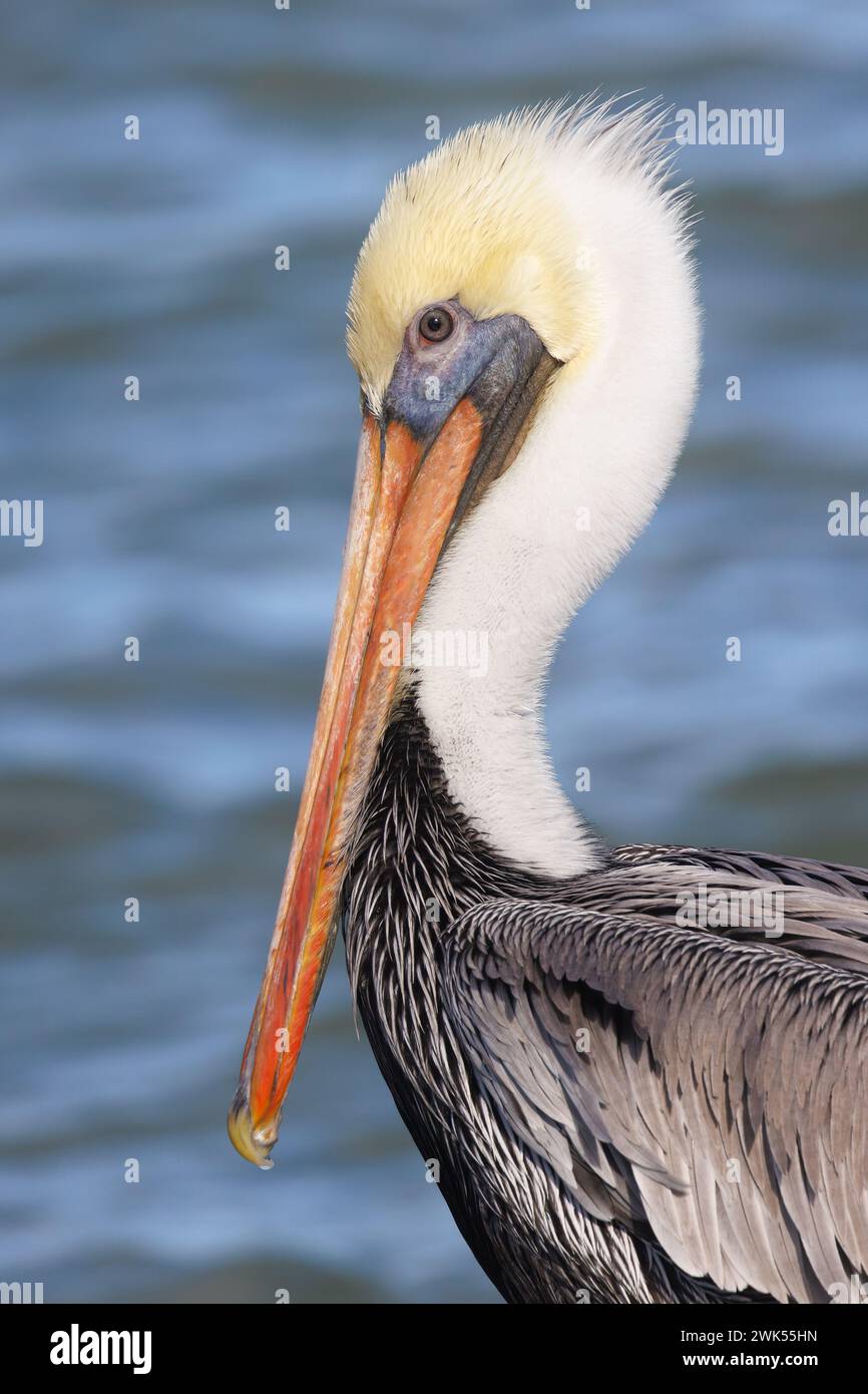 Adult Brown Pelican (Pelecanus occidentalis)  - Sebastian Inlet, Florida Stock Photo