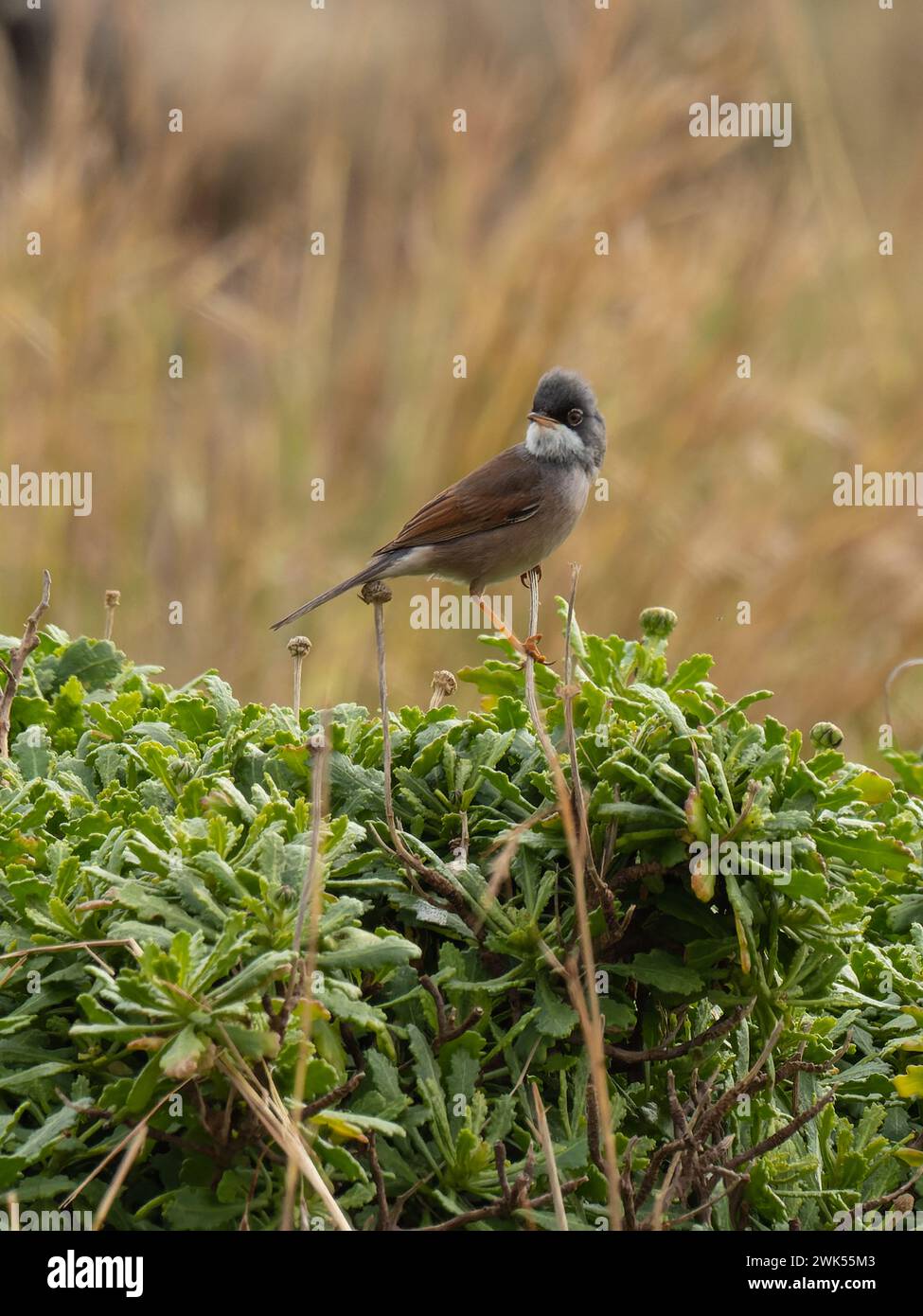 A spectacled warbler, Curruca conspicillata, singing from the top of a bush. Stock Photo
