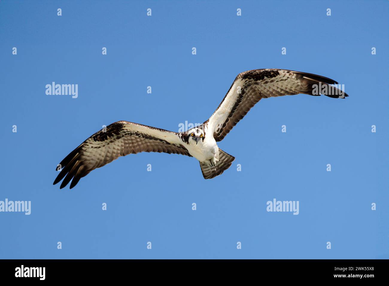 Osprey (Pandion haliaetus) hovering in flight as it scans the water below for fish Stock Photo