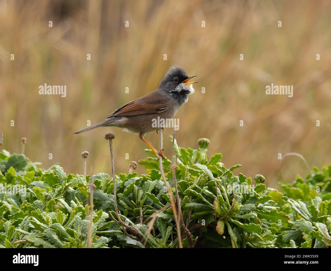 A spectacled warbler, Curruca conspicillata, singing from the top of a bush. Stock Photo