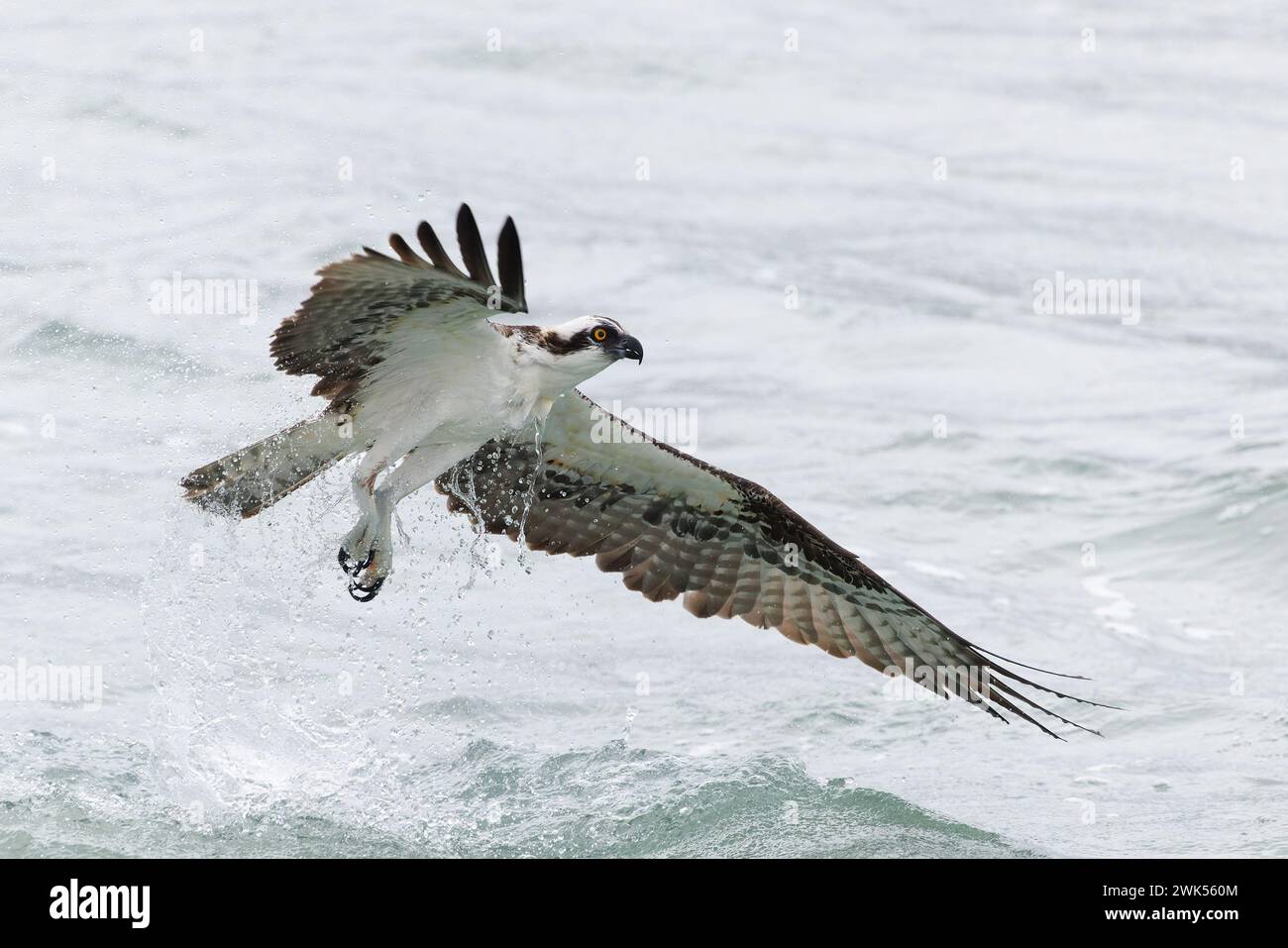 Osprey (Pandion haliaetus) in an unsuccessful attempt to catch a fish - Florida Stock Photo