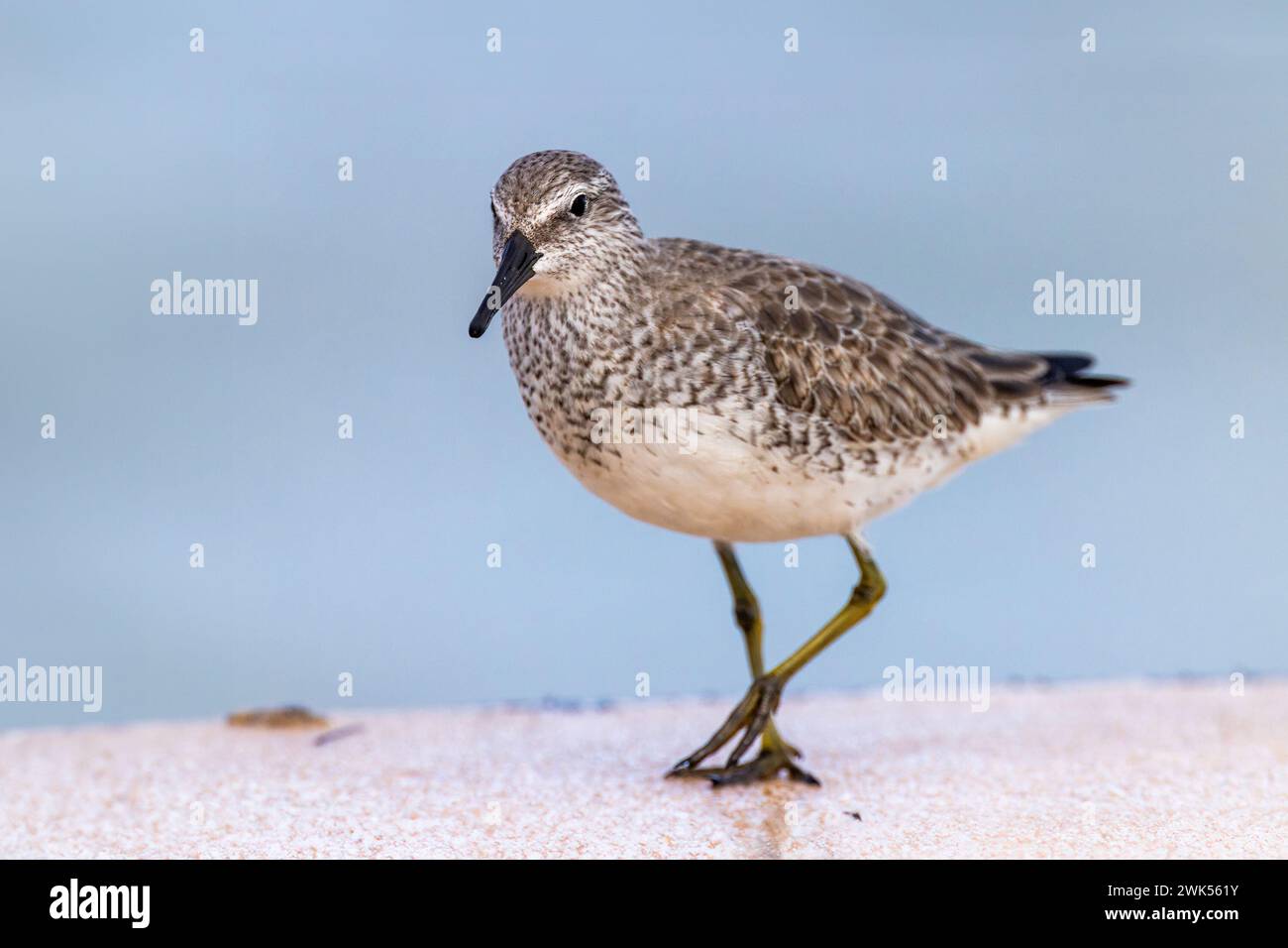 Red Knot (Calidris canutus) in winter plumage walking on a breakwater - Florida Stock Photo