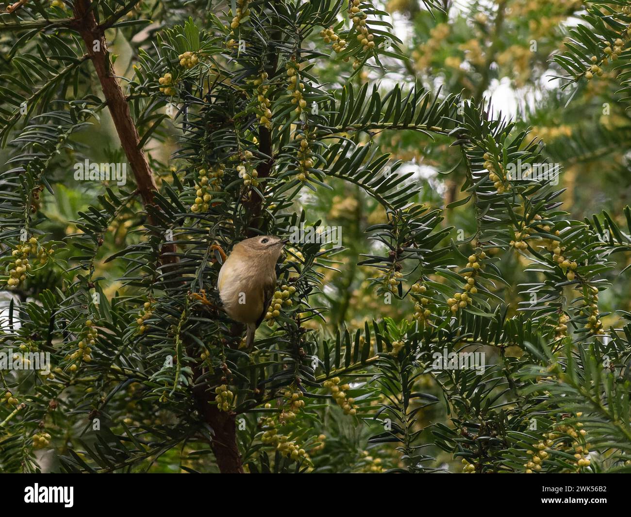 A goldcrest regulus regulus in a yew tree stock photo alamy