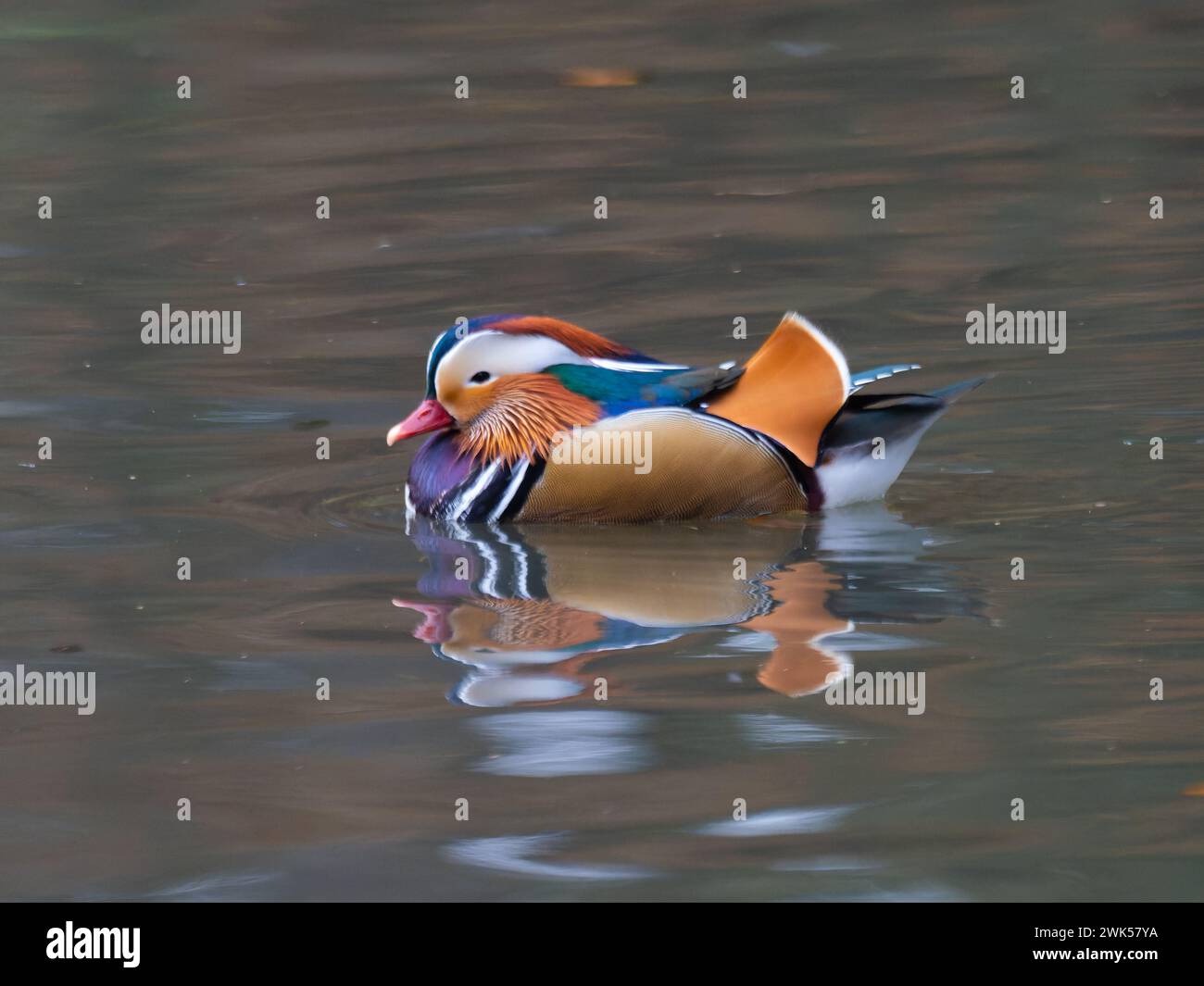 Mandarin duck aix galericulata swimming on a lake hi-res stock ...