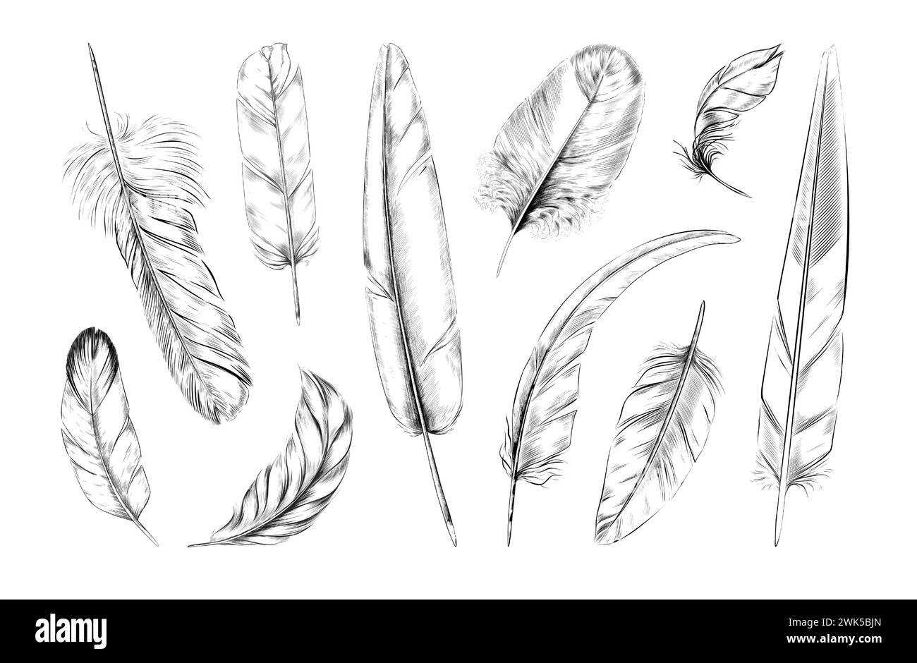 Bird feathers. Black white quill logo, pattern of goose or swan, peacock or angel plume, soft fluffy plumage. Hand drawn isolated decorative elements. Softness symbol. Nature art. Vector graphic icons Stock Vector