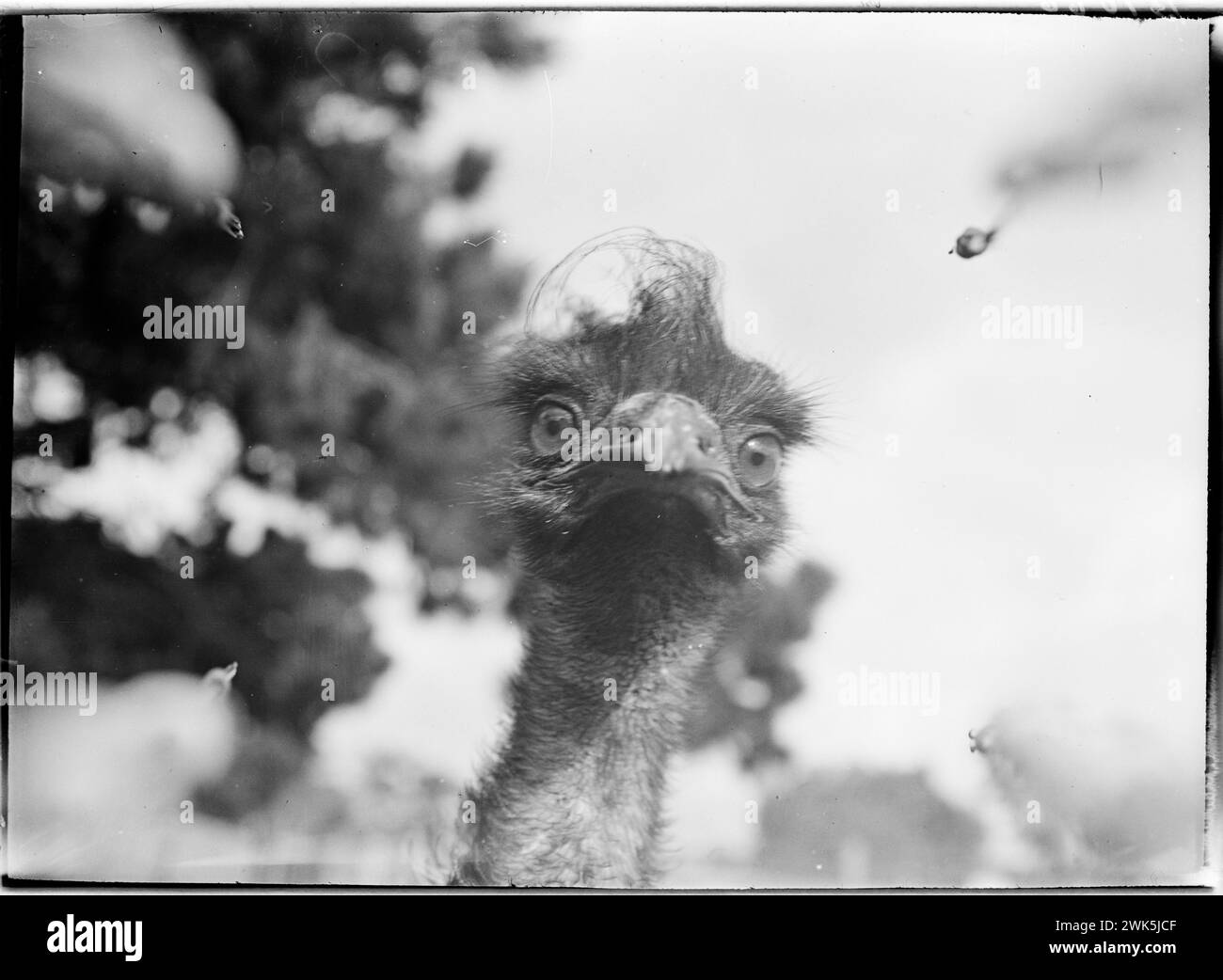 classic vintage picture of the head of an emu staring straight into ...