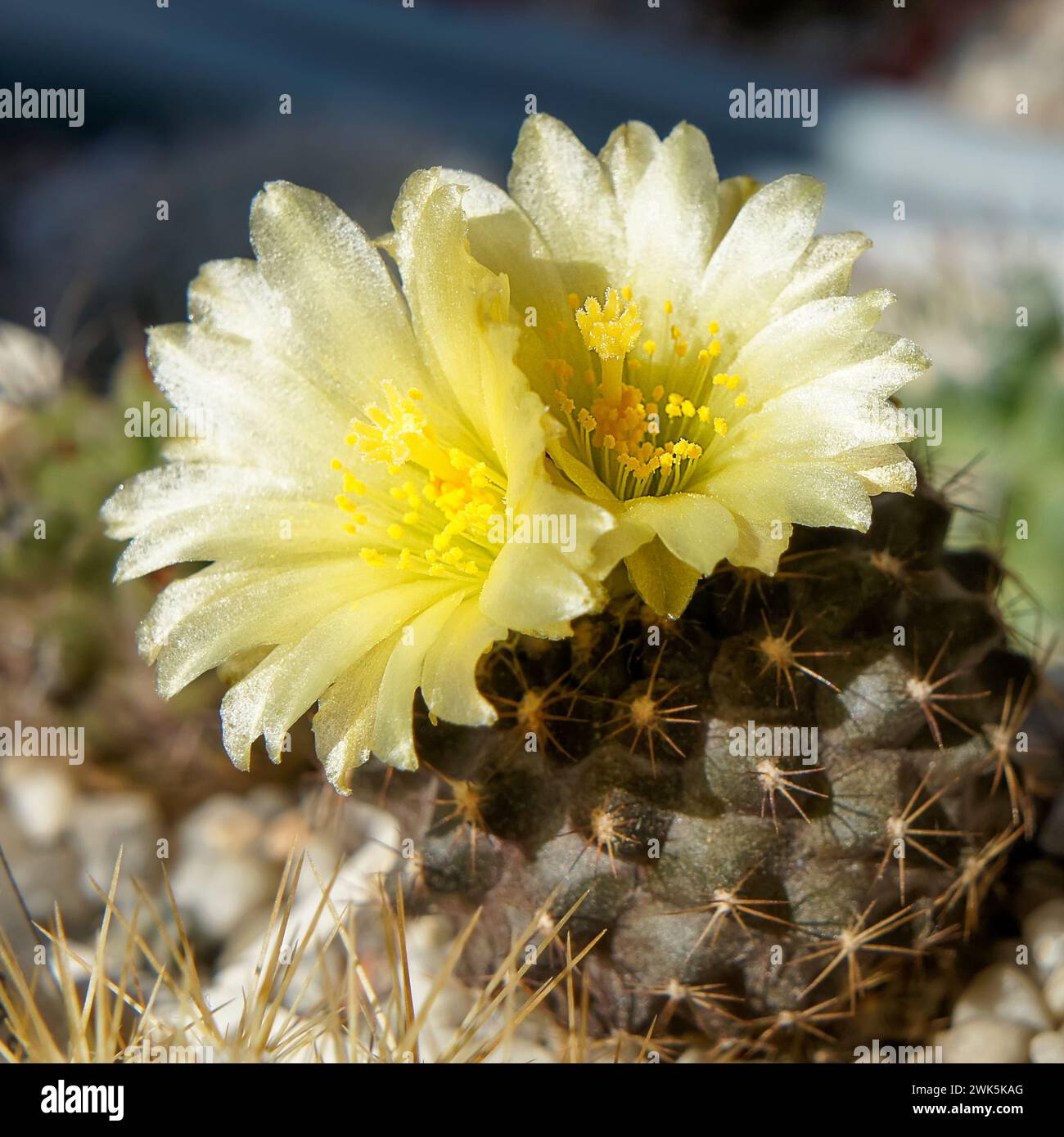 Chilean cactus Copiapoa humilis with two yellow flowers in close-up. A square-sized photo. Stock Photo