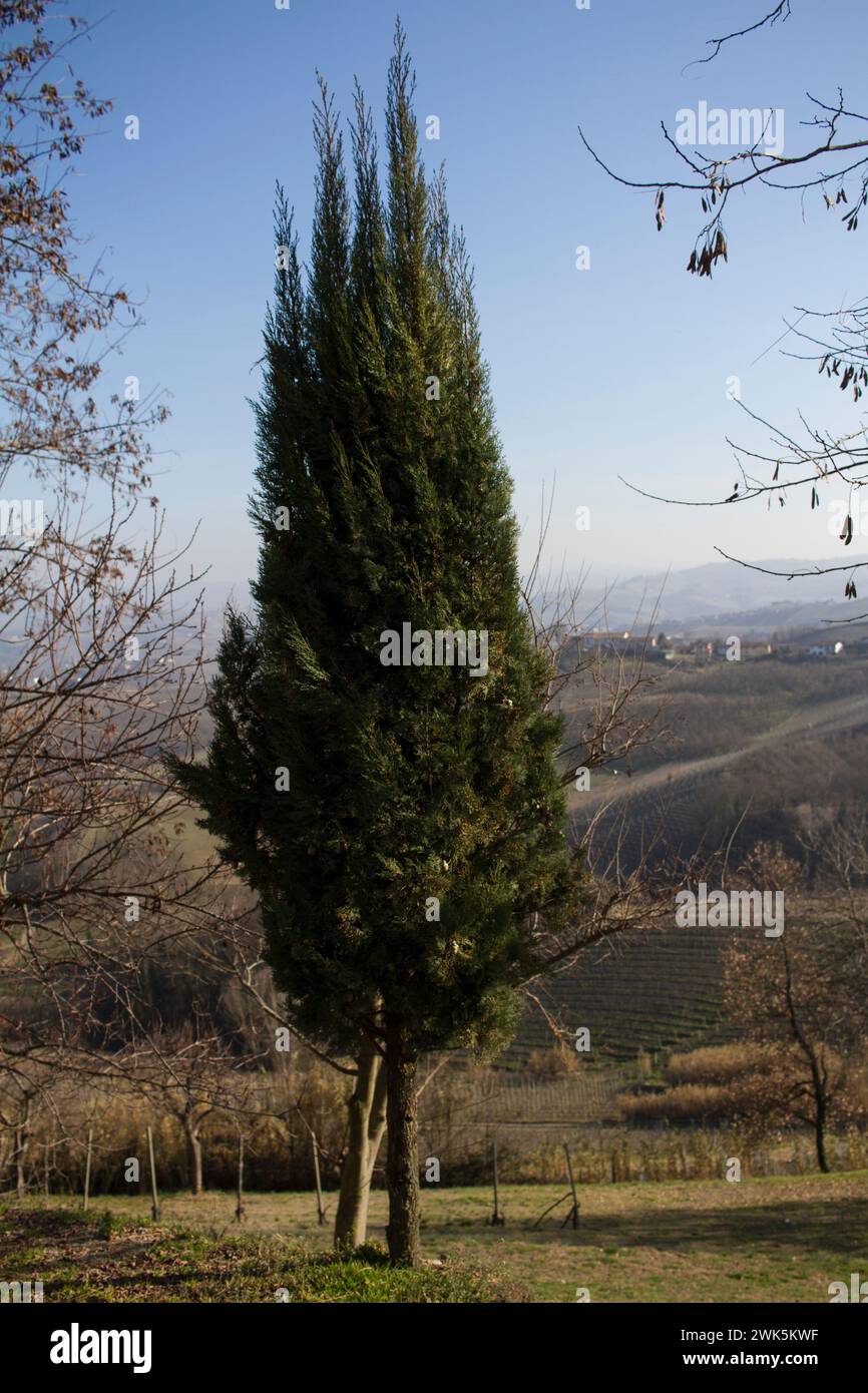 A mountain pine alone in the Italian countryside Stock Photo