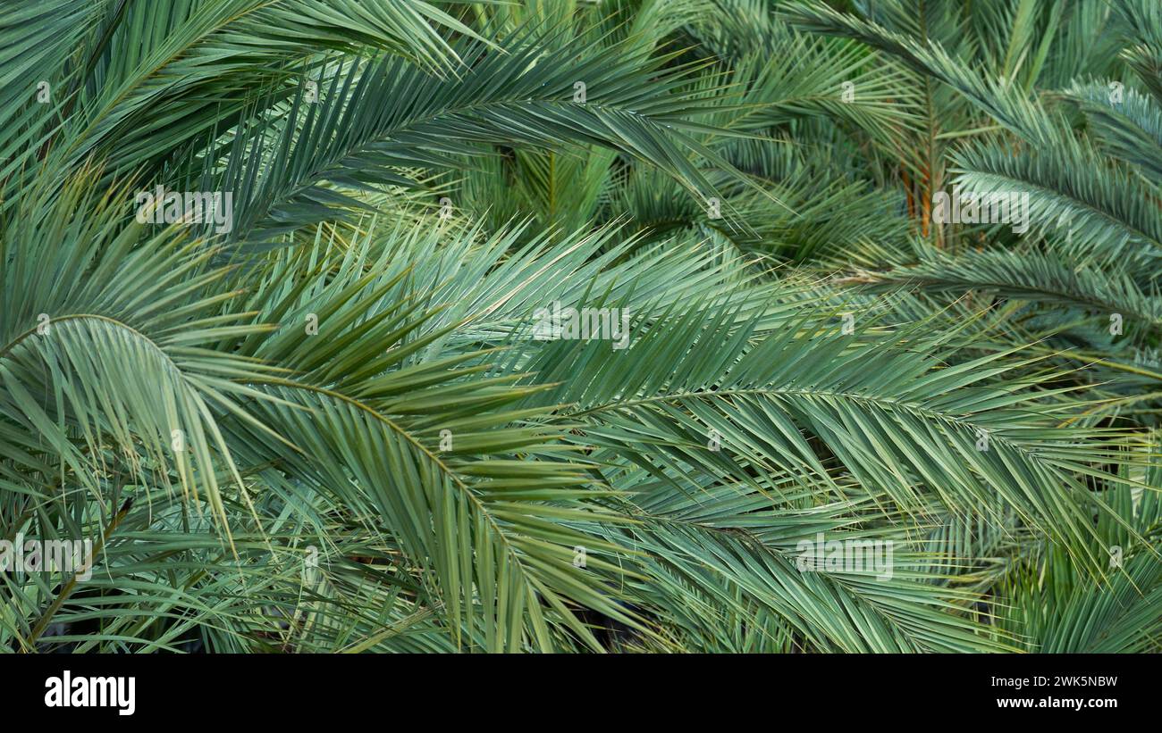 Close up of pine needles.  Green glass tree branches for background Stock Photo