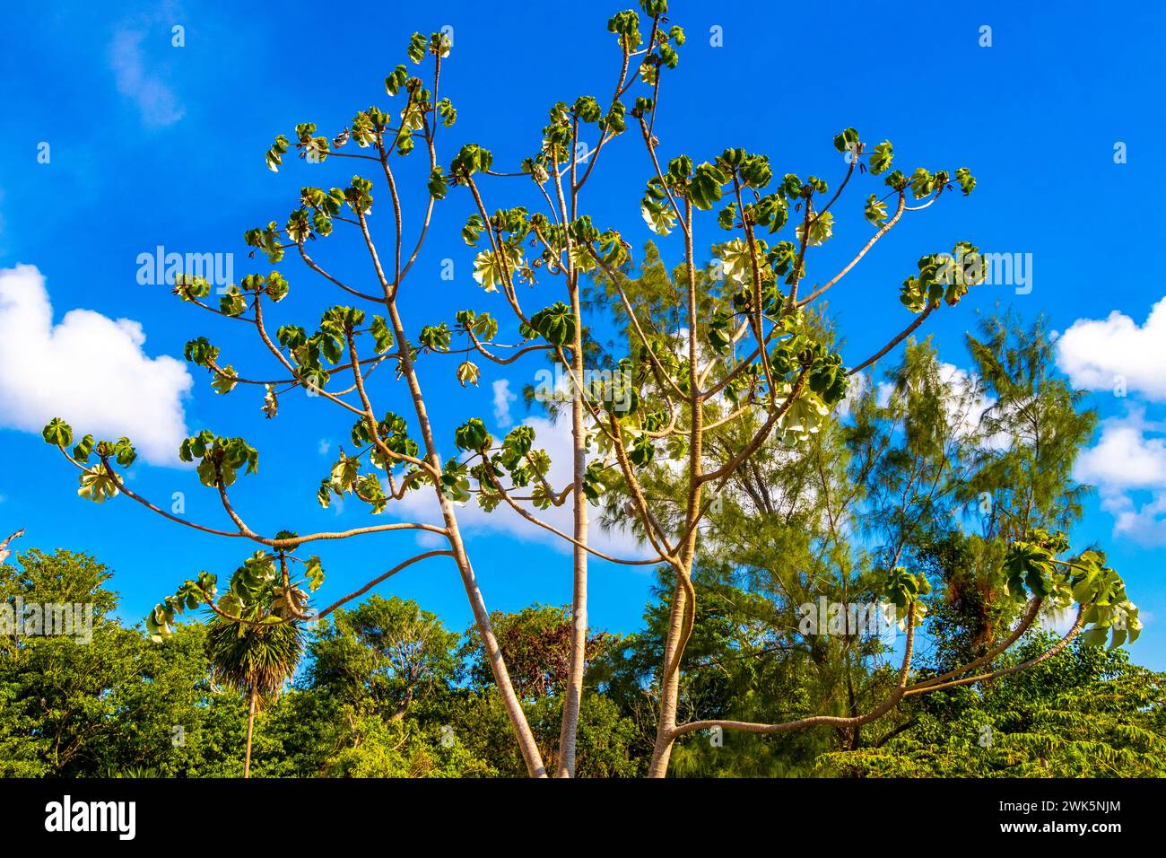Cecropia Yagrumo trumpet tree in tropical jungle nature with blue sky background in Playa del Carmen Quintana Roo Mexico. Stock Photo