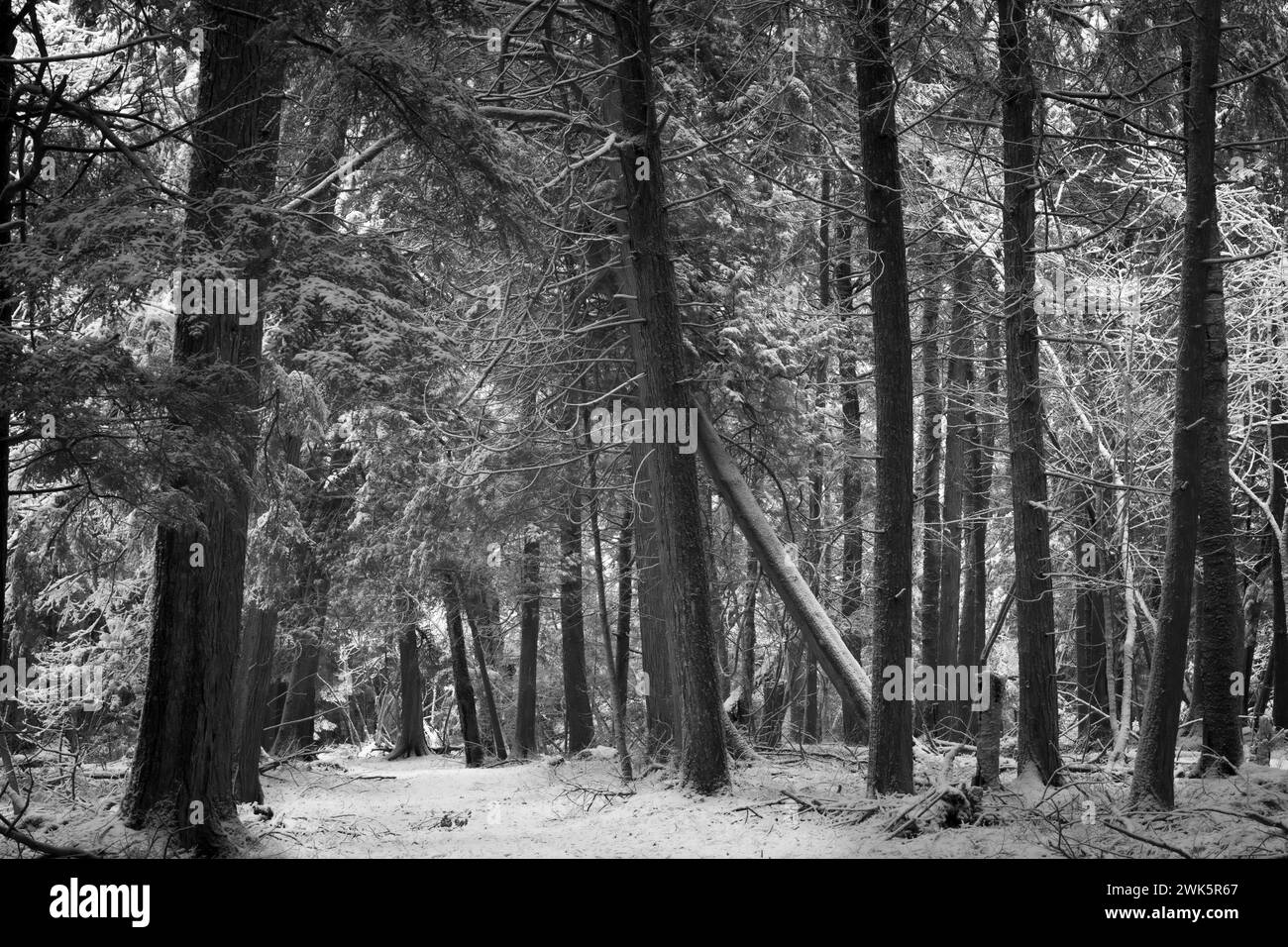 These Black and white images are of the Door County Peninsula located