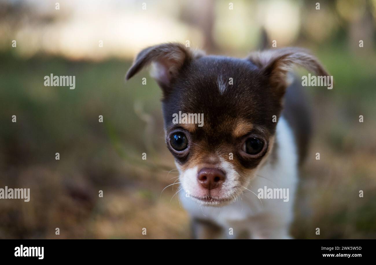 Chihuahua Pup S Quiet Moment Stock Photo Alamy Chihuahua Pup S Quiet Moment Stock Photo Alamy
