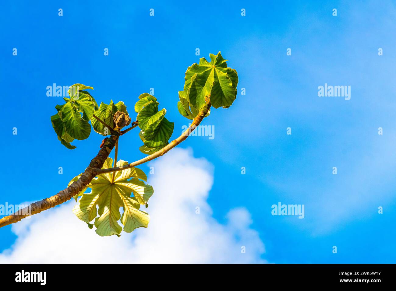 Cecropia Yagrumo trumpet tree in tropical jungle nature with blue sky background in Playa del Carmen Quintana Roo Mexico. Stock Photo