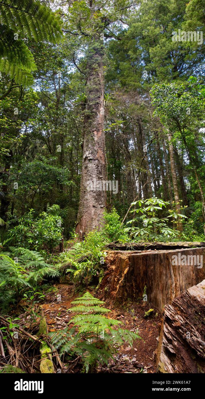 A felled kauri tree stump and kauri trees in the temperate rainforest of Trounson Kauri Park, Te Tai Tokerau / Northland Region, Te Ika-a-Maui / North Stock Photo