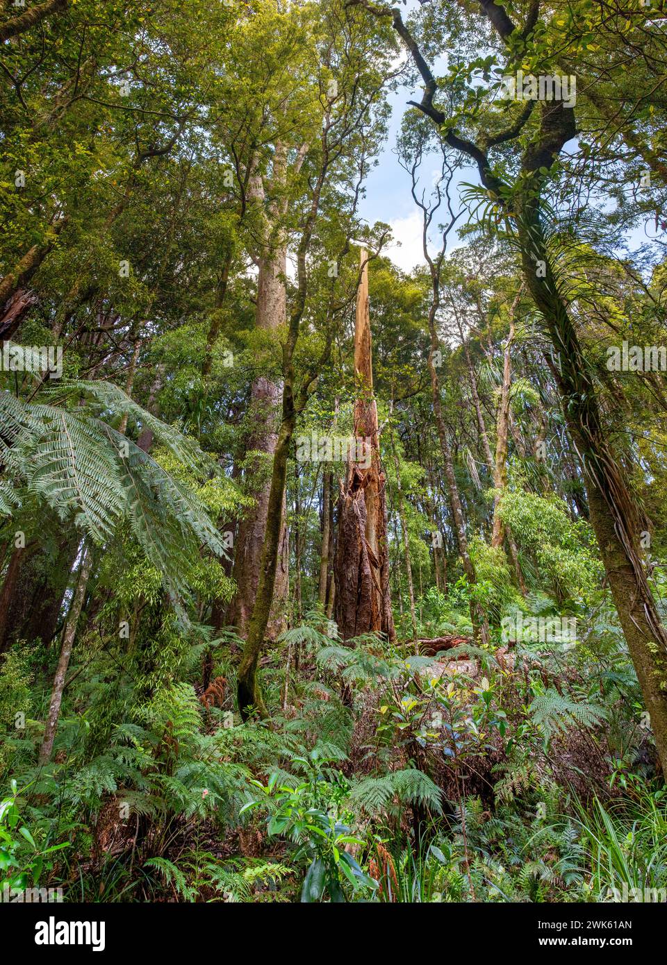 The temperate rainforest of Trounson Kauri Park, Te Tai Tokerau / Northland Region, Te Ika-a-Maui / North Island,  Aotearoa / New Zealand.  Trounson K Stock Photo