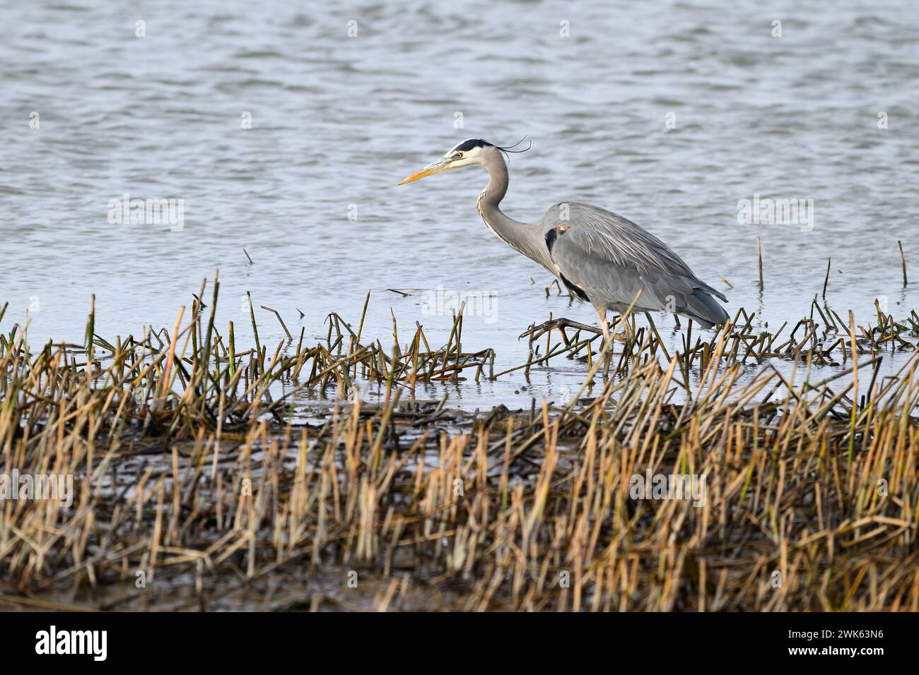Great blue heron Ardea herodias walking on the edge of the bay with occipital feathers showing Stock Photo