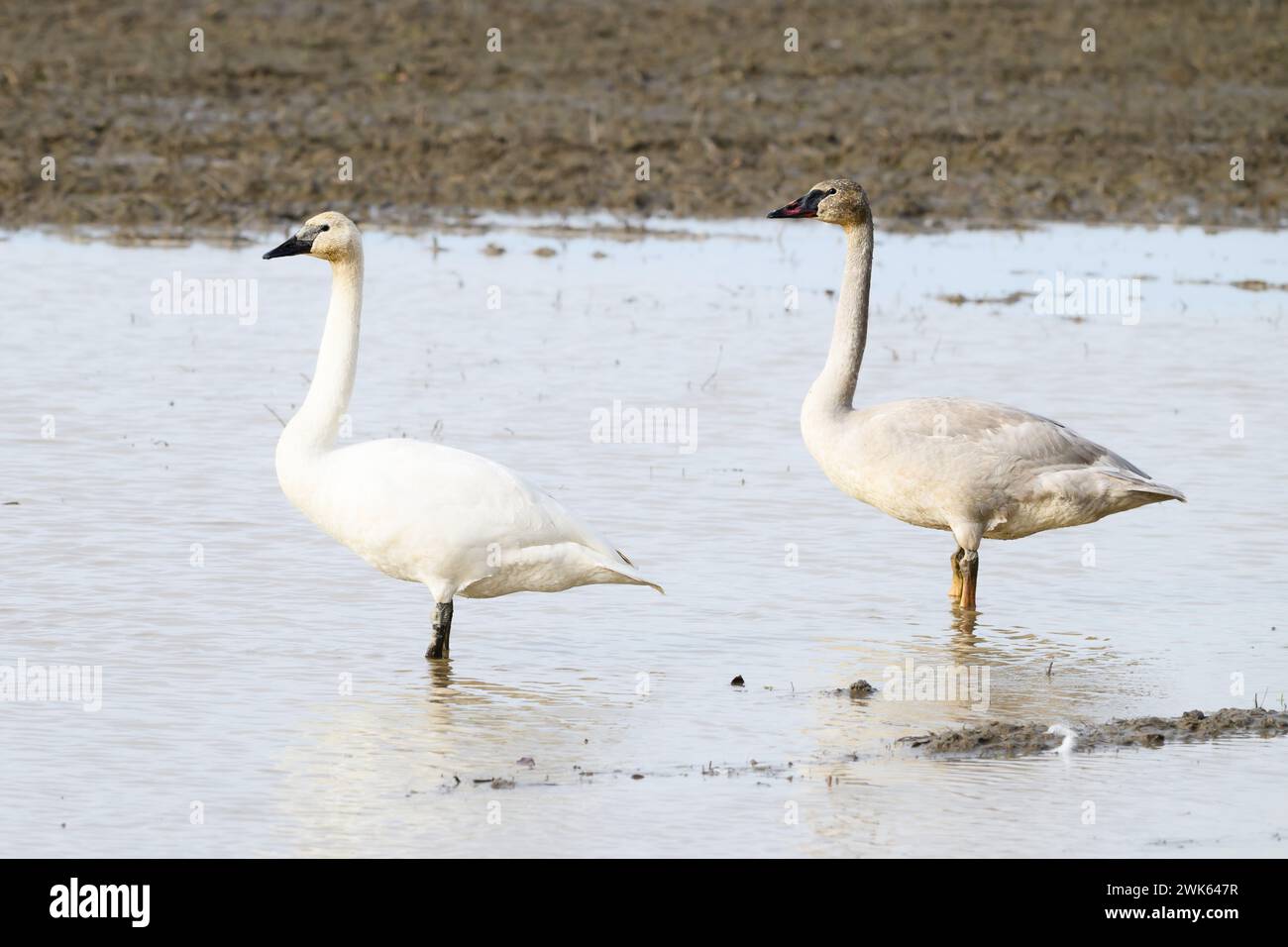 Pair of swans in winter standing in a flooded agricultural field facing same way and watching Stock Photo