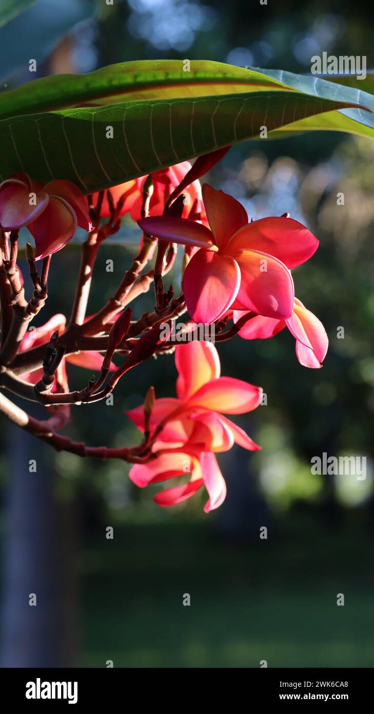Flowers under the rising sun in Brisbane's Botanic Garden. Brisbane ...