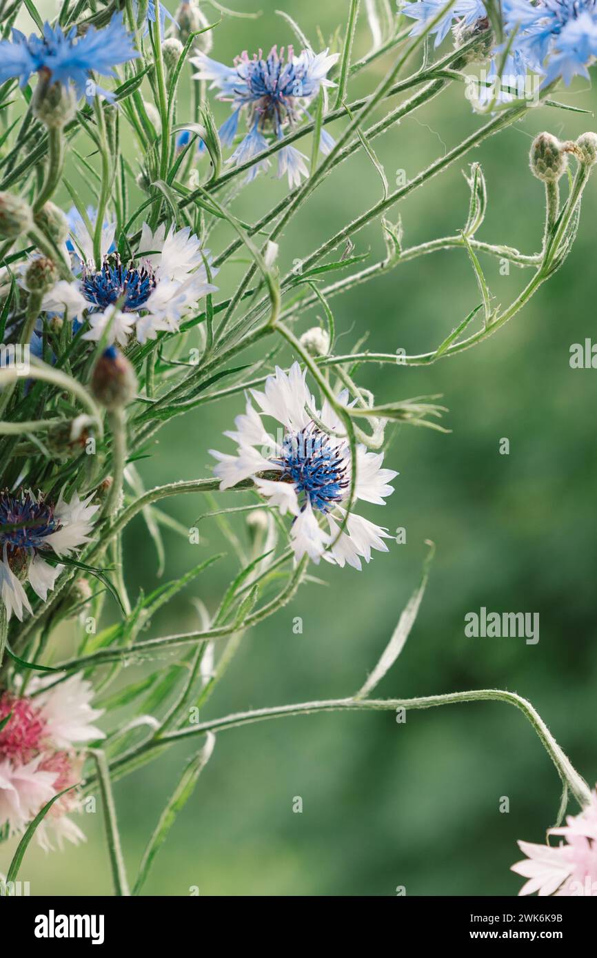 Cornflowers in blue, purple, pink, burgundy. Stock Photo