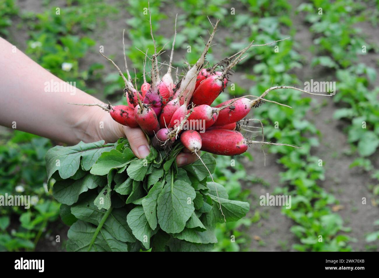 Female hand holding crop of radishes in greenhouse. Concept of healthy food, organic vegetables. selective focus. Stock Photo