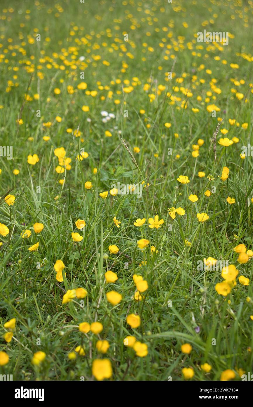 Field of green grass covered with small yellow flowers on a spring day in Rhineland Palatinate, Germany. Stock Photo