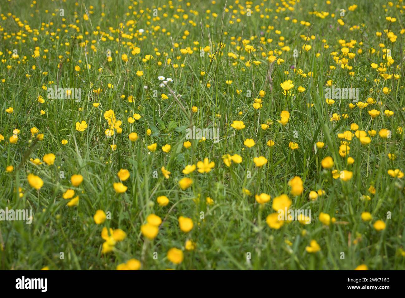 A few small white flowers in a field of green grass and yellow flowres on a spirng day in Rhineland Palatinate, Germany. Stock Photo