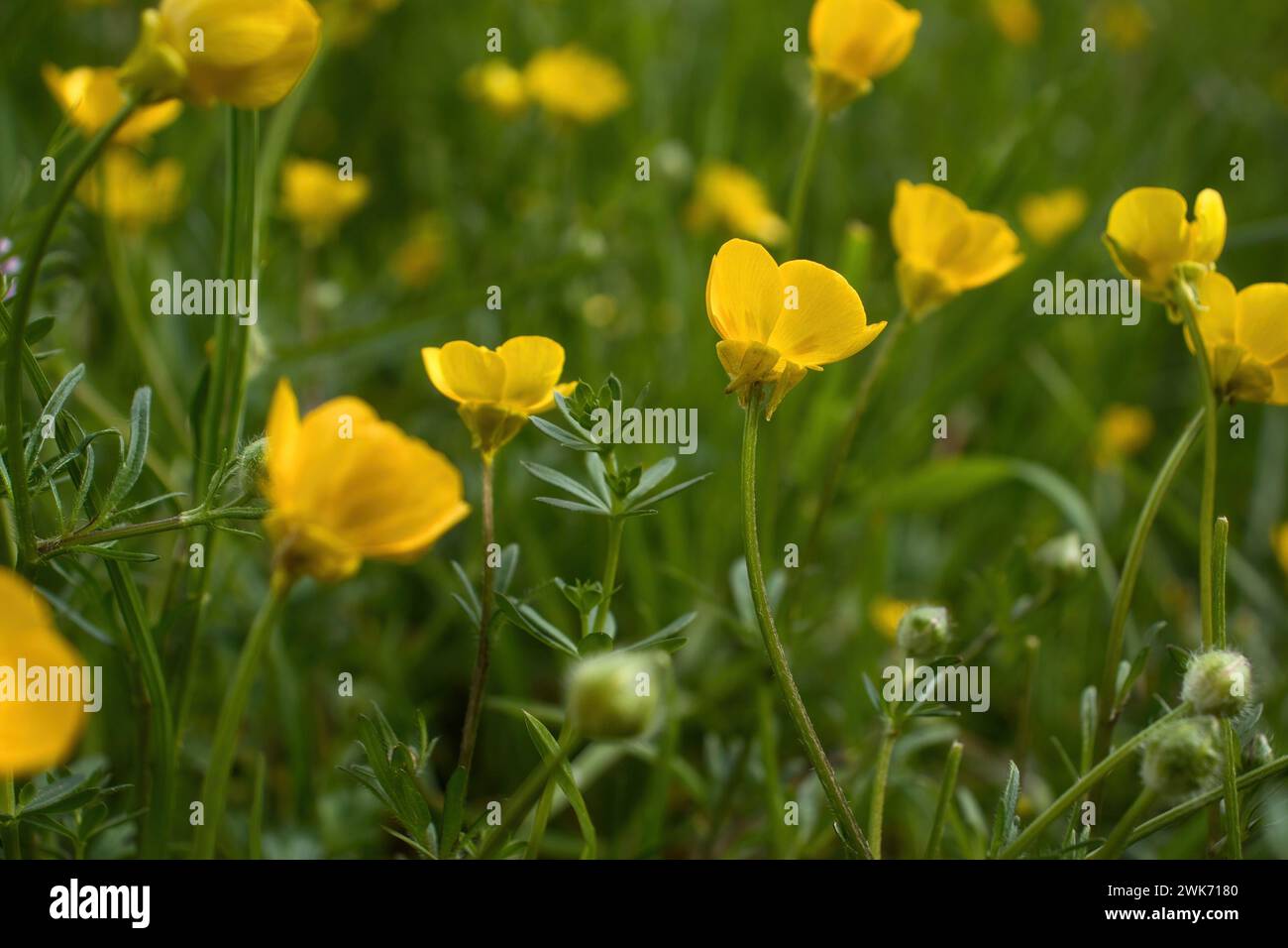 Small, delicate yellow flowers growing in a field of green grass on a spring day in Rhineland Palatinate, Germany. Stock Photo