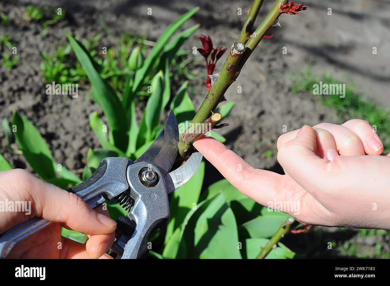 Hand pruning tool hires stock photography and images Alamy