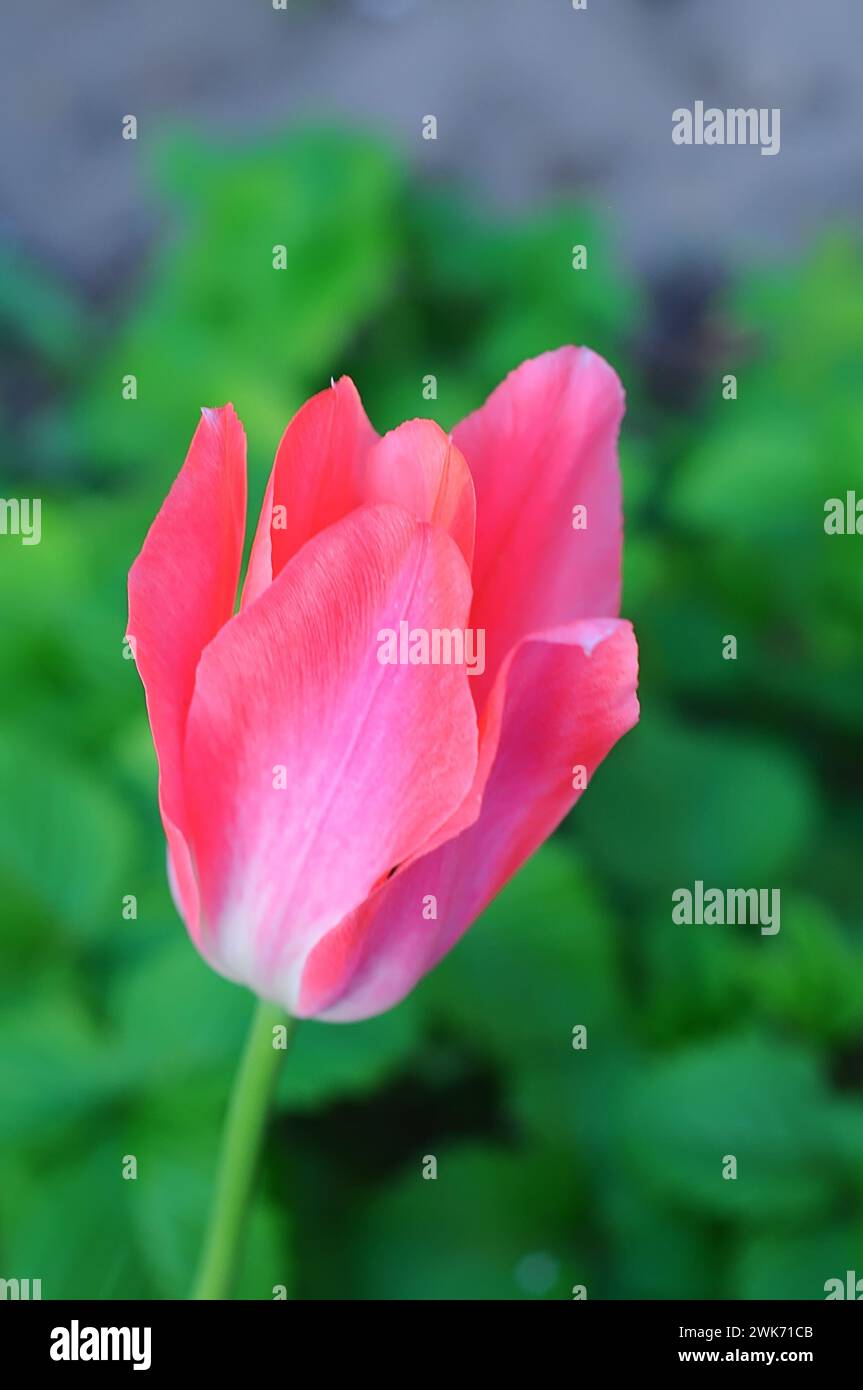Pink tulip bud behind delicate petals on green background with selective focus Stock Photo