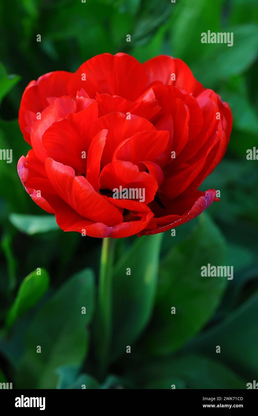Peony tulip Sunlover red, on a green background with selective focus, vertical Stock Photo