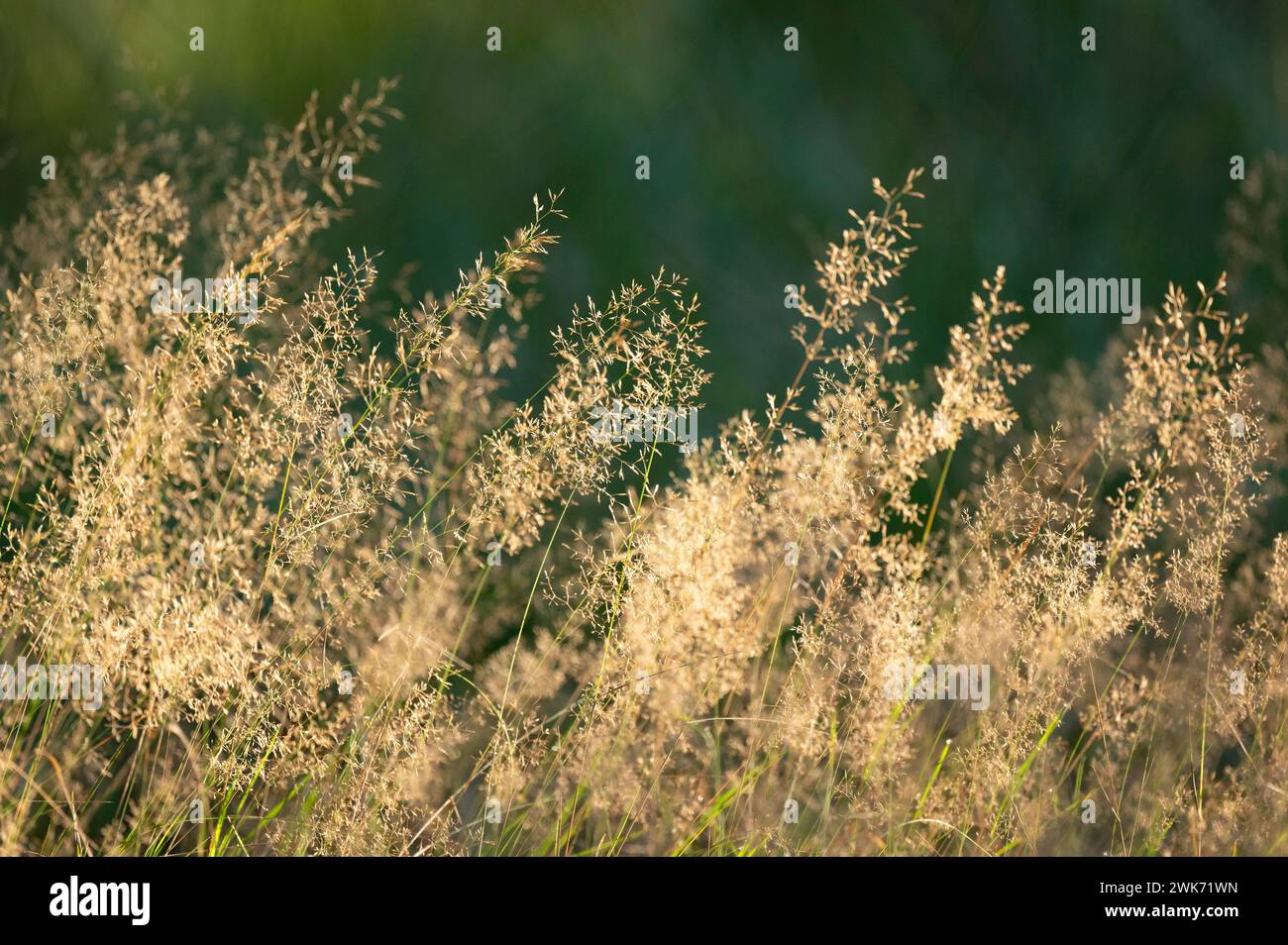 Wavy hair-grass (Deschampsia flexuosa), Lower Saxony, Germany Stock Photo