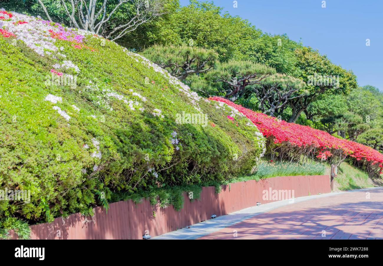 Beautiful foliage on hillside beside walking path in urban park in Mokpo, South Korea Stock Photo