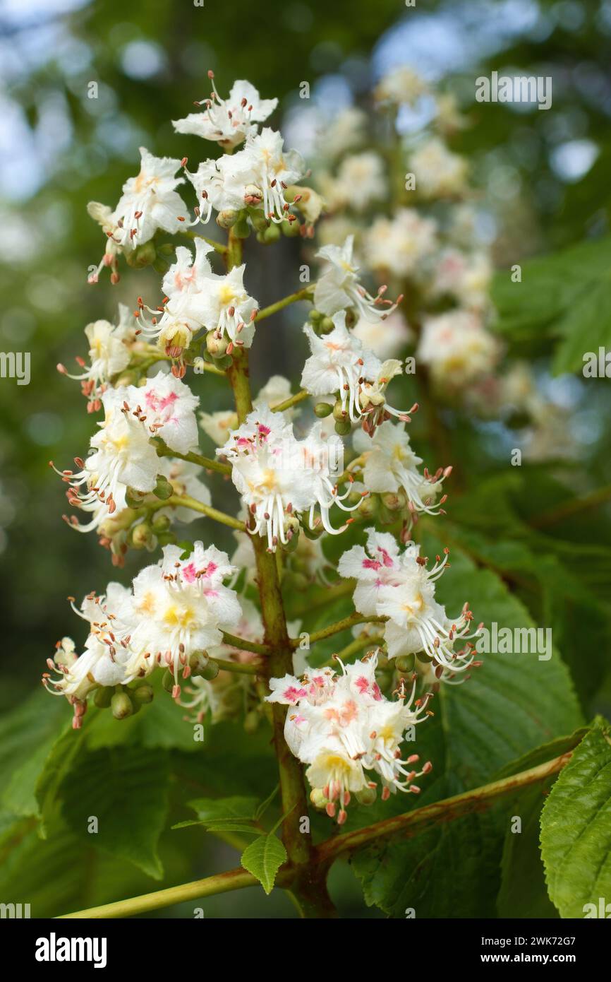 White European horse-chestnut flowers growing on a tree on a spring day in Rhineland Palatinate, Germany. Stock Photo