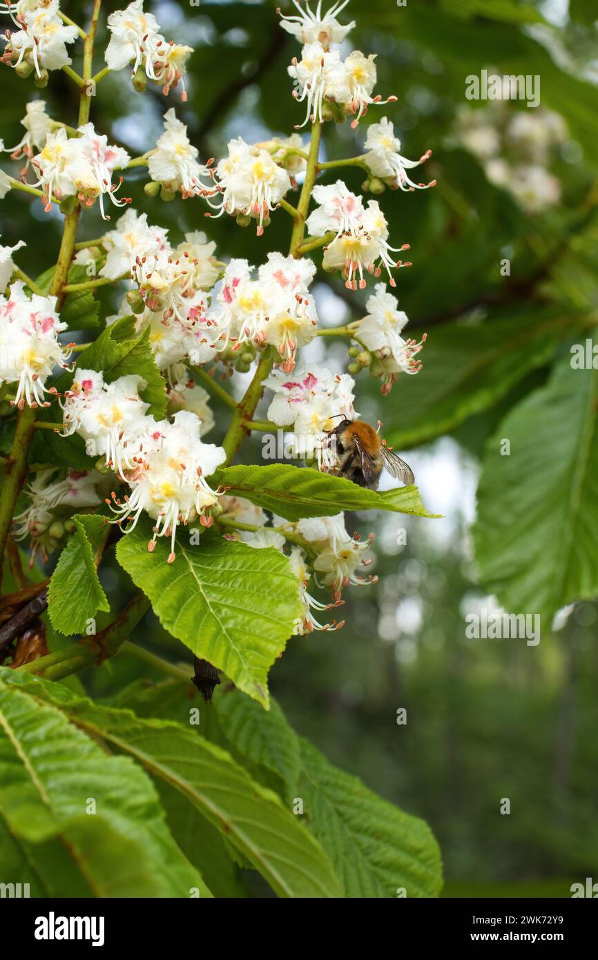 Bee on a white European horse-chestnut flower growing on a tree on a spring day in Rhineland Palatinate, Germany. Stock Photo