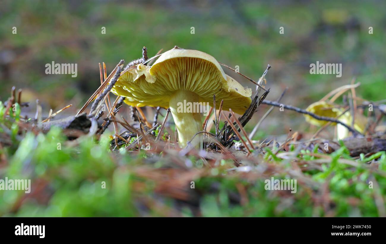Yellow Knight mushroom in autumn forest Stock Photo