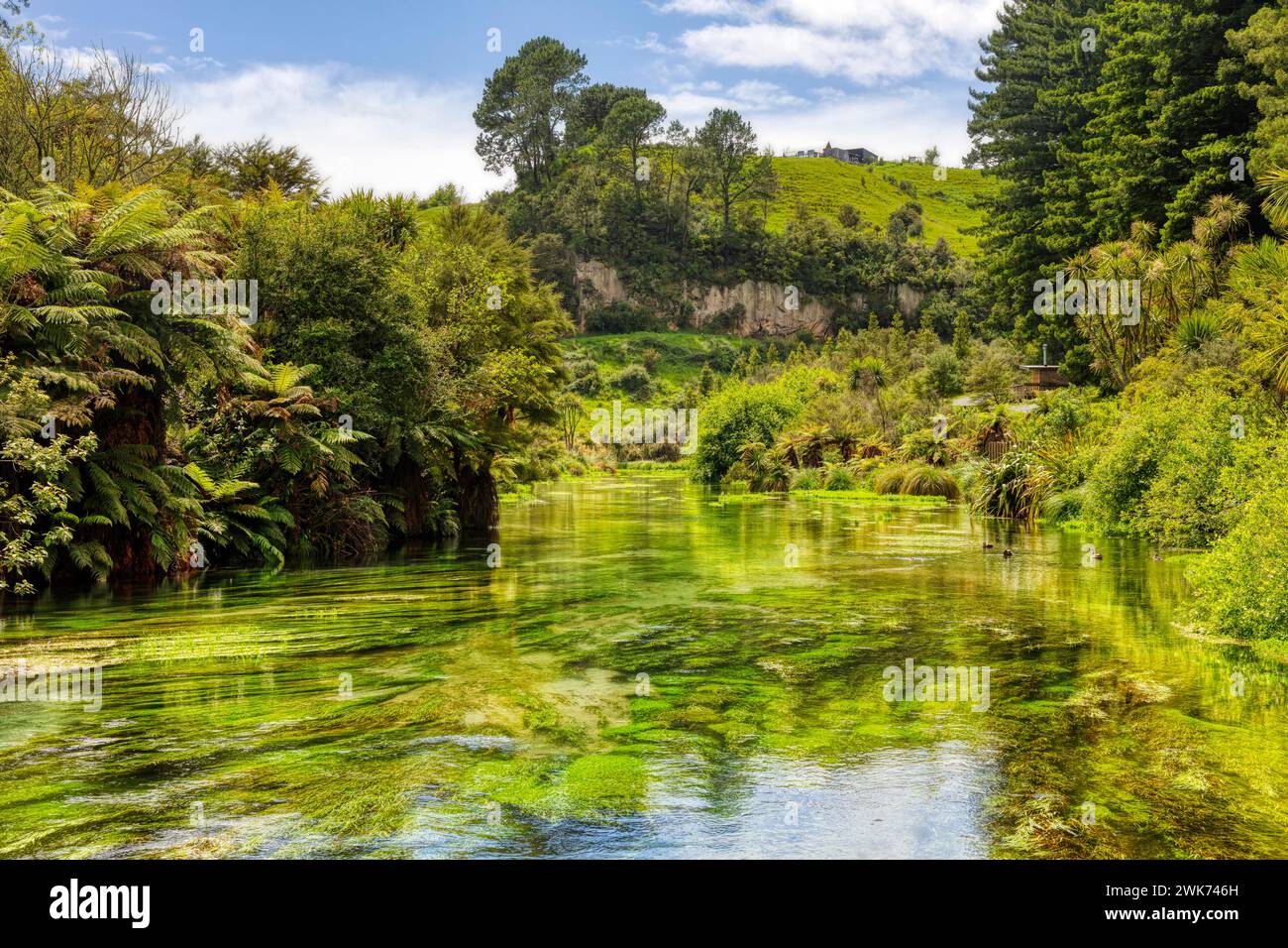 Blaue Quelle Putaruru, Neuseeland Stock Photo Alamy
