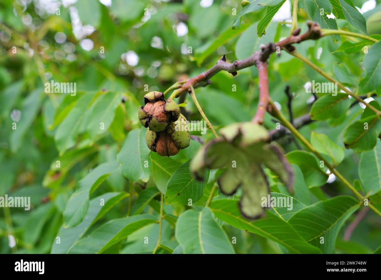 Walnut tree many ripe hi-res stock photography and images - Alamy