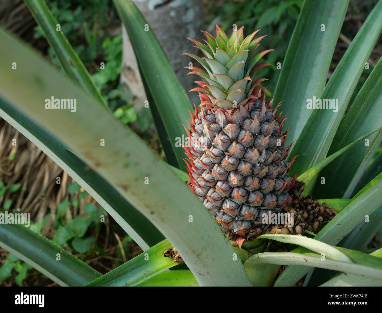 Young pineapple fruit on tree plant with natural green background, Tasty tropical fruit on the farmland Stock Photo