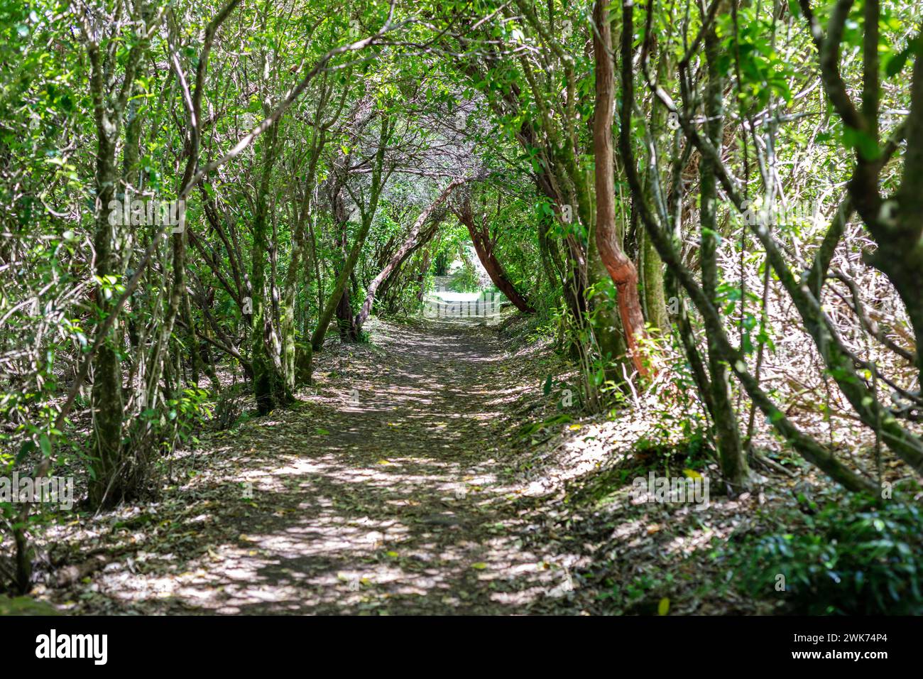 Columbia tinline trail online