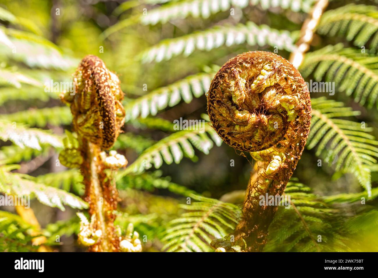 Silver tree fern (Cyathea dealbata), Lake Matheson Trail, New Zealand Stock Photo