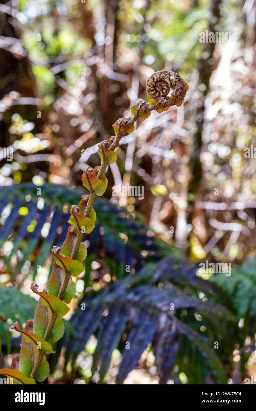 Silver tree fern (Cyathea dealbata), Lake Matheson Trail, New Zealand Stock Photo